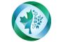 maple leaf