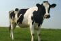 Dairy statistics
