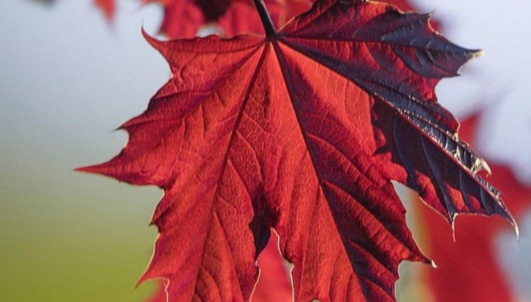 Maple leaf