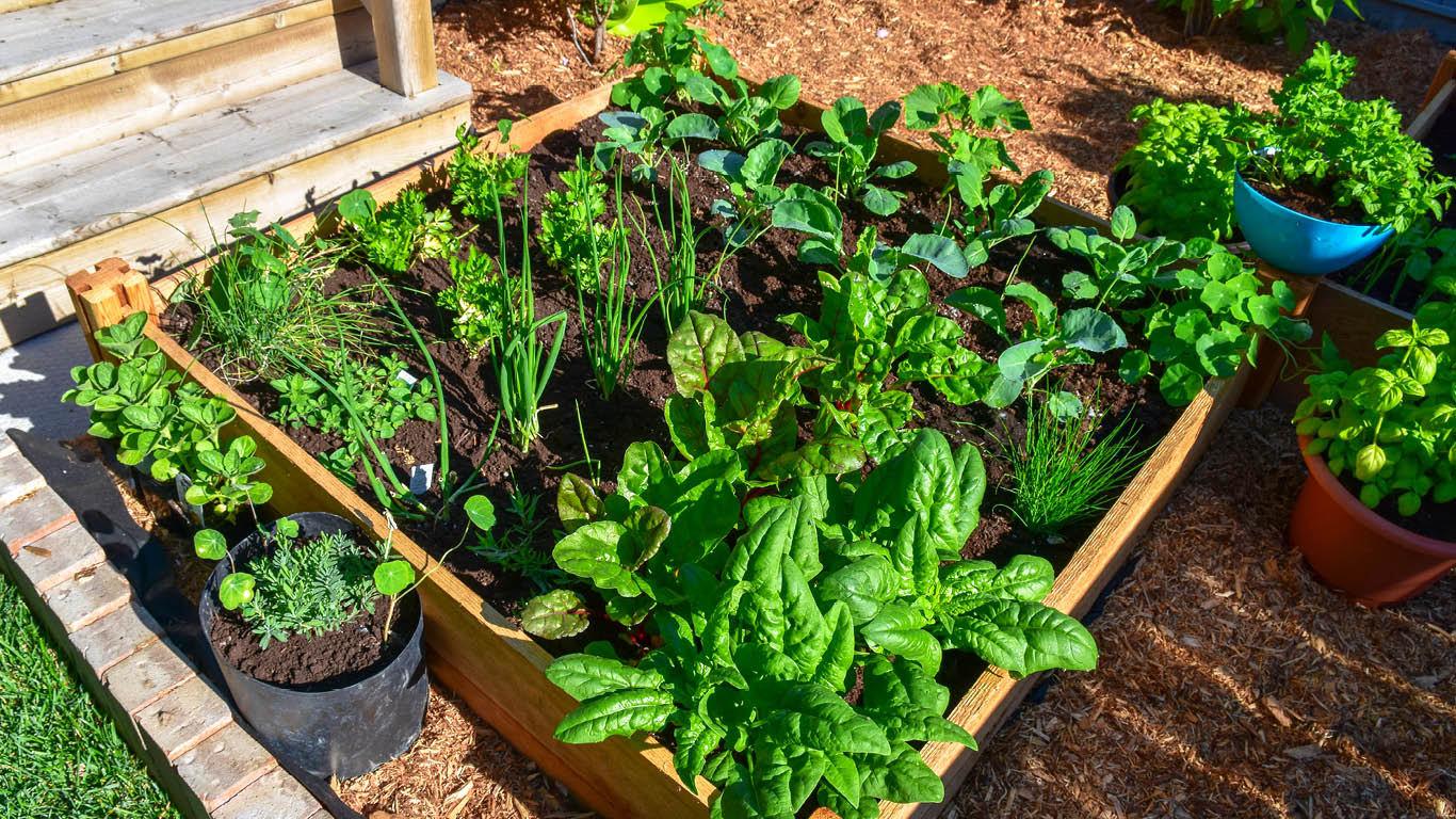 plants in planter box on sunny day
