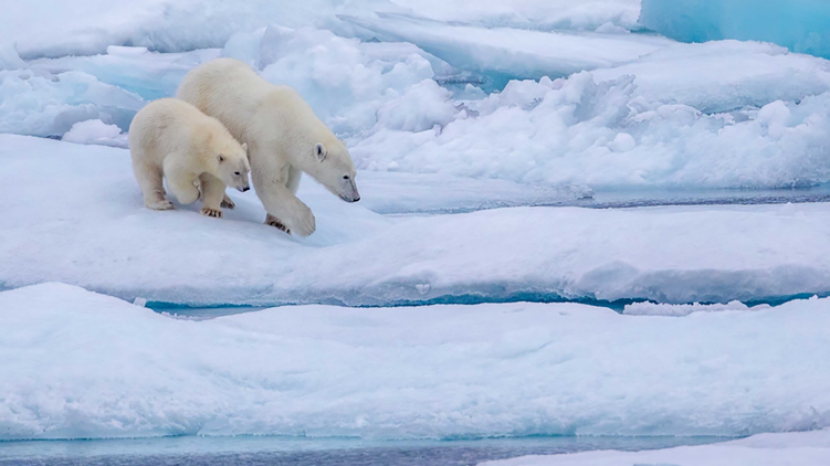 Polar Bears