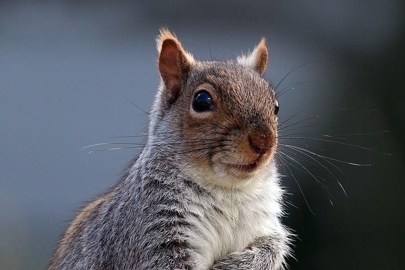 it's a squirrel